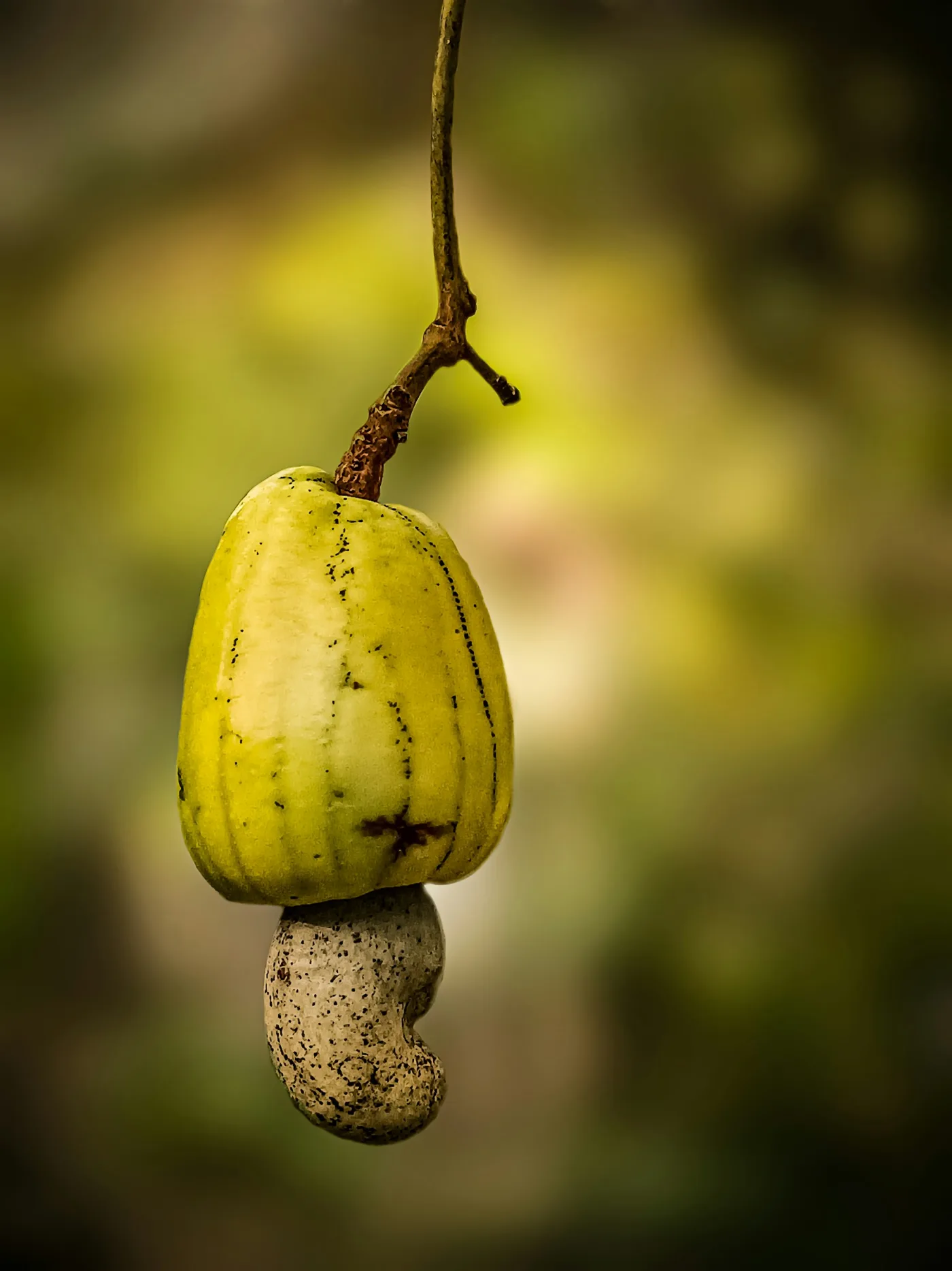 Cashew crop