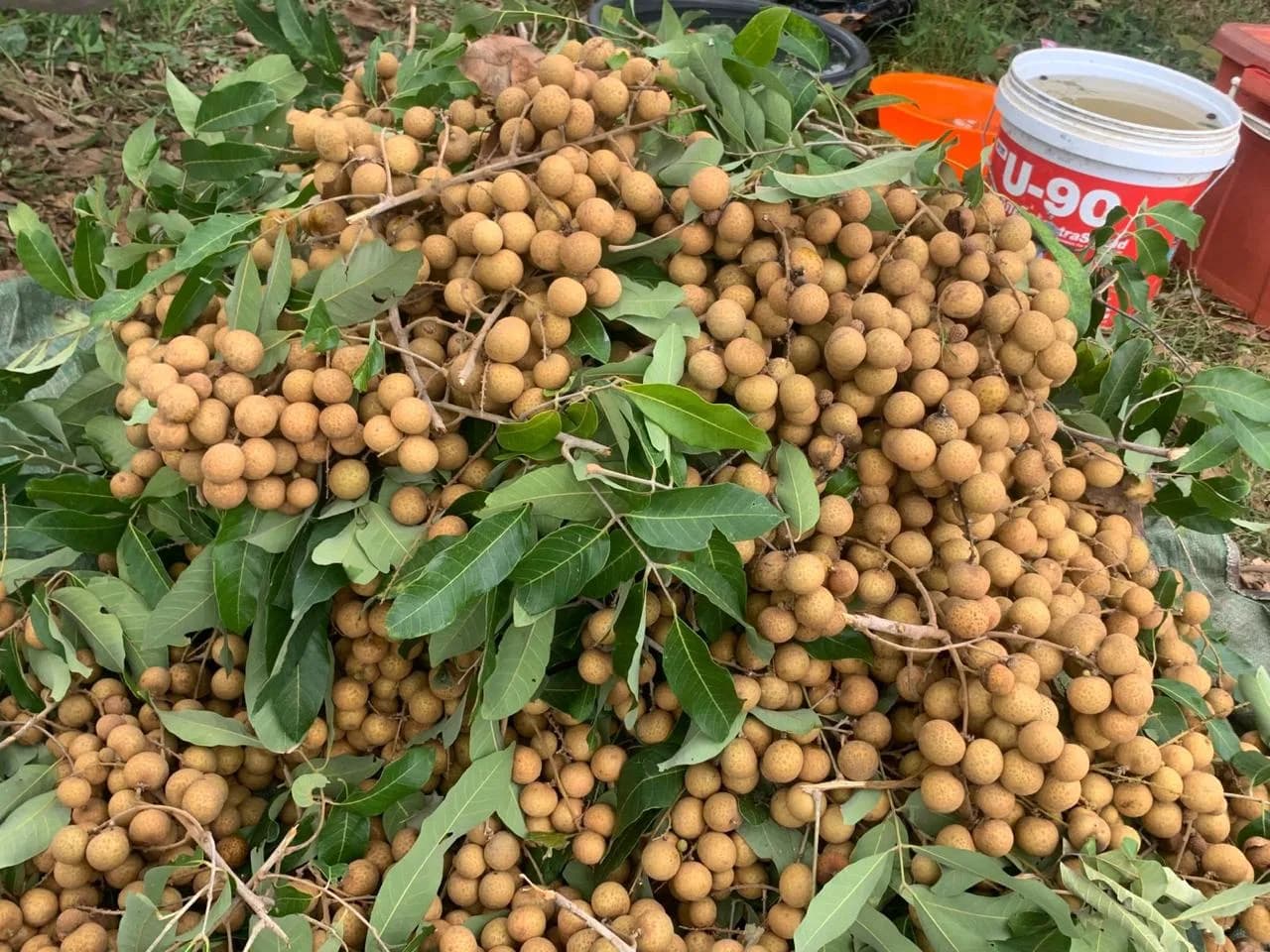 Longan crop
