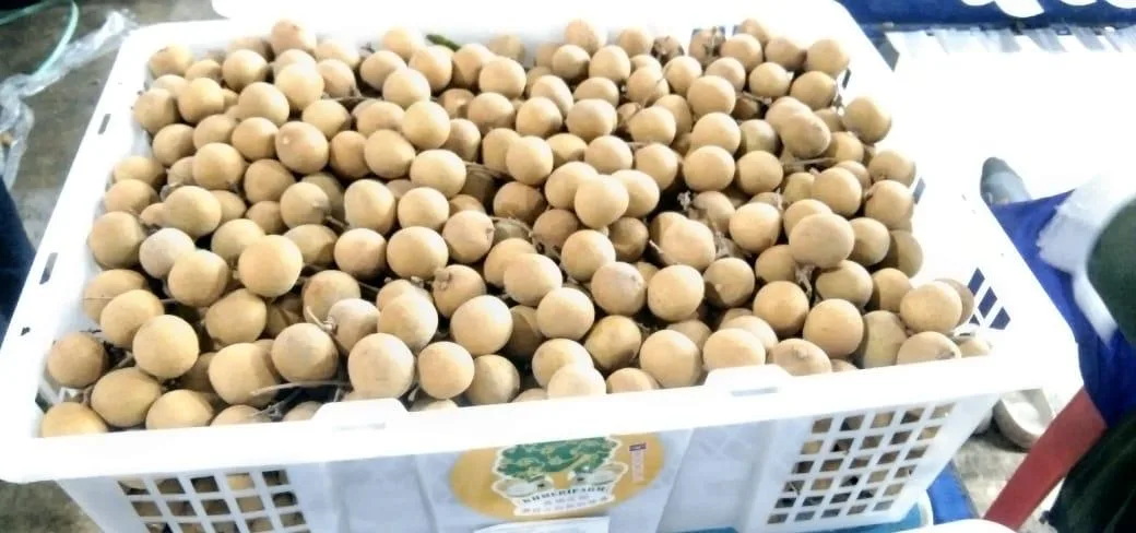 Field crate filled with freshly harvested longans