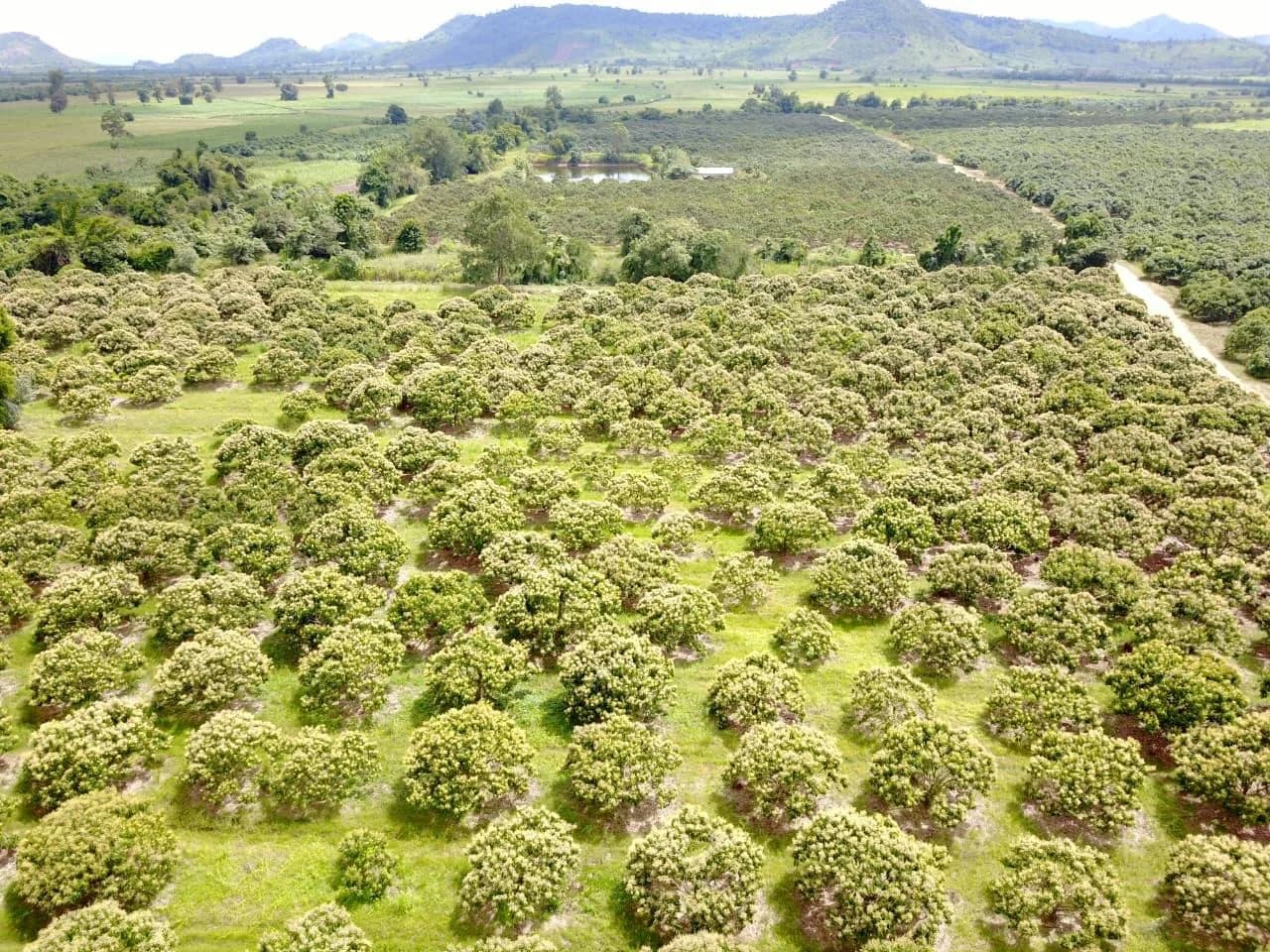 Aerial view across Mean Pack's longan orchard in Battambang