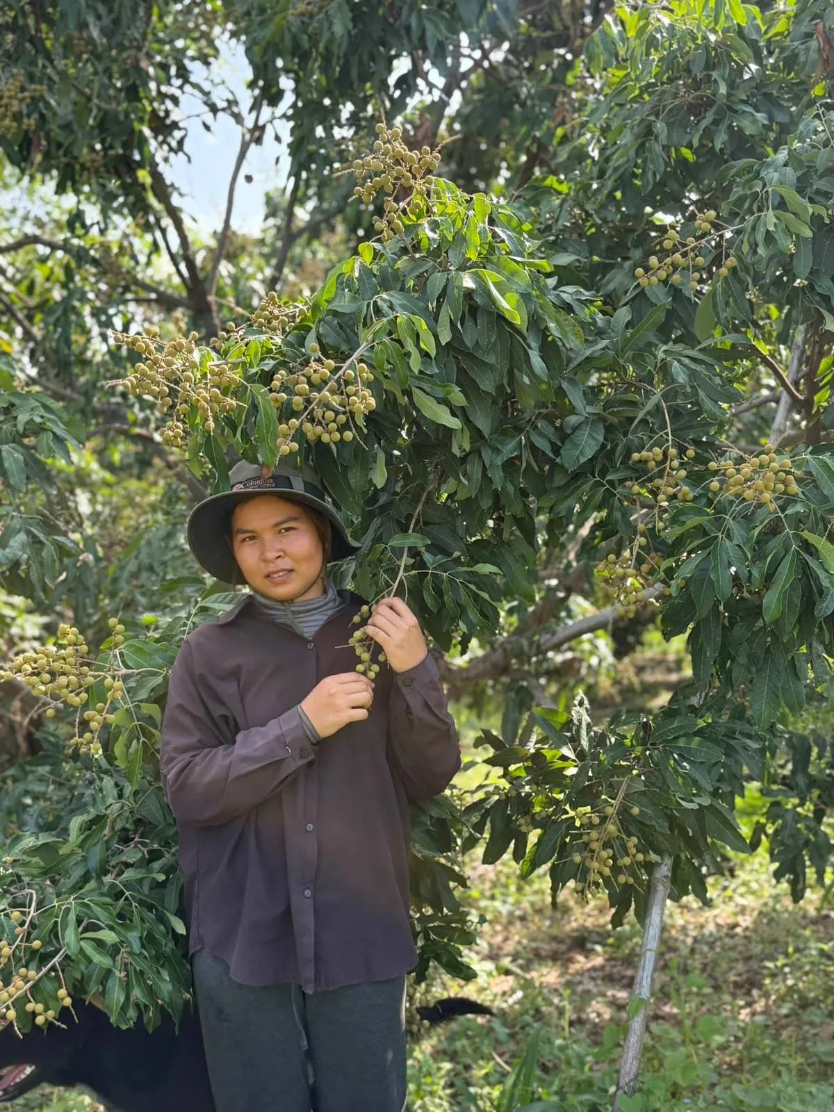 Team member standing beneath a fruiting longan tree